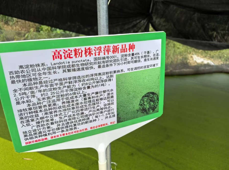 飼料型浮萍新品種：高淀粉株系（紫萍）：Landotia punctata，國際編號0001，淀粉含量最高可達45%